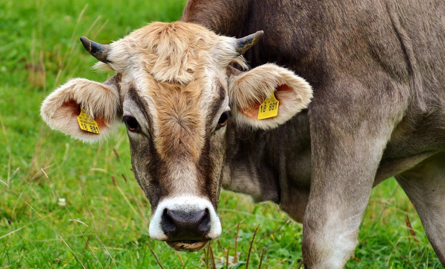 friendly dairy cow in the meadow